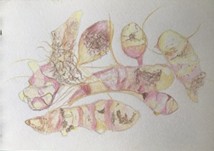 aardpeer