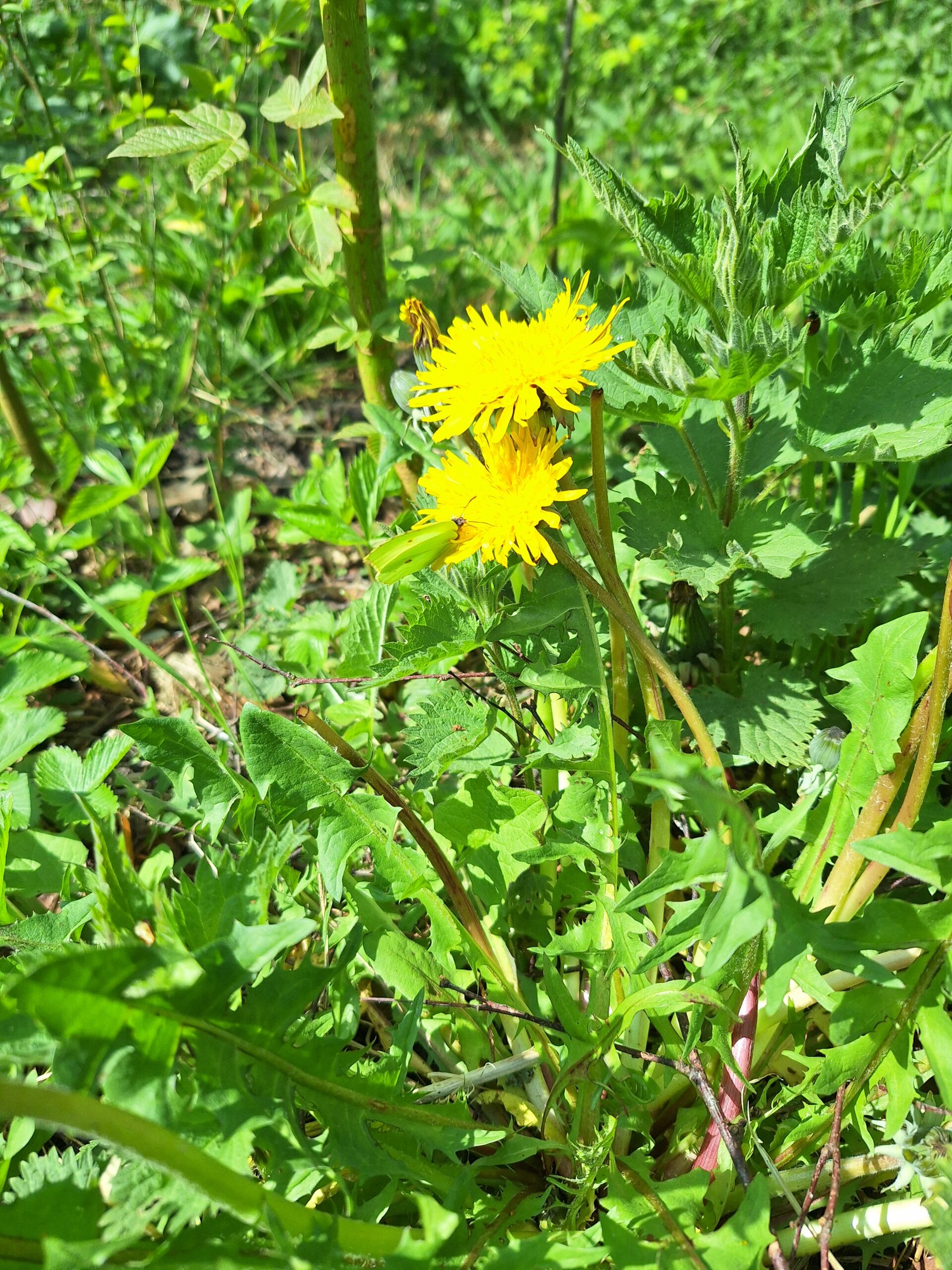paardenbloem